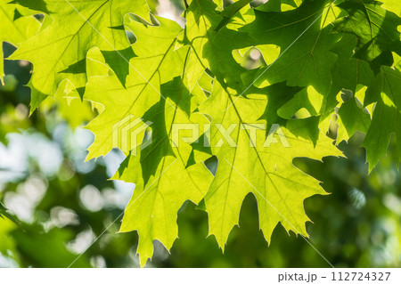 Branches of the northern red oak with green serrated leaves, summer background Branches of the northern red oak with green serrated leaves, summer background 112724327