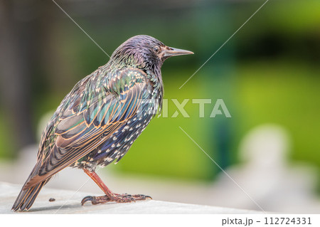 The common starling or Sturnus vulgaris or the European starling. Sitting on the fence in the garden in springtime. 112724331