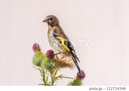 European goldfinch with juvenile plumage, feeding on the seeds of thistles. Carduelis carduelis. European goldfinch with juvenile plumage, feeding on the seeds of thistles. Carduelis carduelis. 112724346