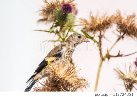 European goldfinch with juvenile plumage, feeding on the seeds of thistles. Carduelis carduelis. 112724351