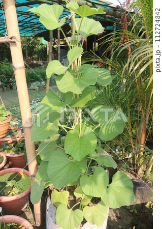 Bottle gourd plant on farm Bottle gourd plant on farm 112724842