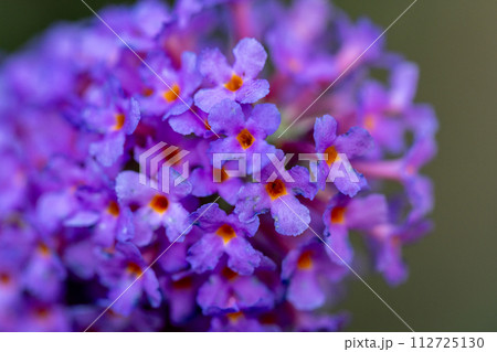 Macro of Purple Buddleia Blooms Macro of Purple Buddleia Blooms 112725130
