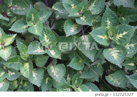 Coleus Amora Ayurvedic medicinal leaf plant Coleus Amora Ayurvedic medicinal leaf plant 112725327
