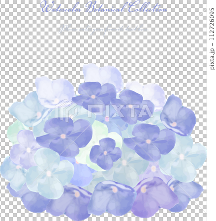 Illustration of blue hydrangea painted in watercolor 112726095