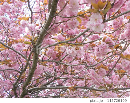 枝一杯に咲いている濃いピンク色の八重桜 112726199