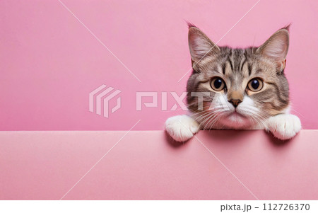 cat, love your pet day, banner, greeting card, social media, pink background cat, love your pet day, banner, greeting card, social media, pink background 112726370