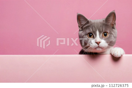 cat, love your pet day, banner, greeting card, social media, pink background cat, love your pet day, banner, greeting card, social media, pink background 112726375