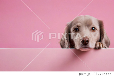 dog, love your pet day, banner, greeting card, social media, pink background dog, love your pet day, banner, greeting card, social media, pink background 112726377
