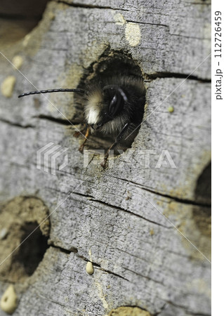 Closeup on a male European horned mason bee, Osmia cornuta , peaking out of his nest 112726459