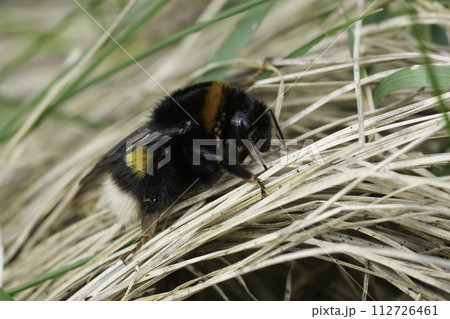 Closeup on a large bulky queen buff-tailed bumblebee, Bombus terrestris sitting on a the ground 112726461