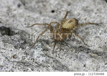 Closeup on a Buzzing spider, Anyphaena accentuata sitting on wood 112726466