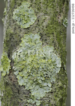 Vertical closeup on a common orange lichen , Xanthoria parietina on a branch 112726498