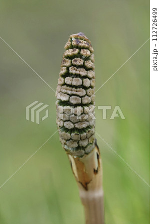 Vertical closeup on an emerging field horsetail, Equisetum arvense Vertical closeup on an emerging field horsetail, Equisetum arvense 112726499