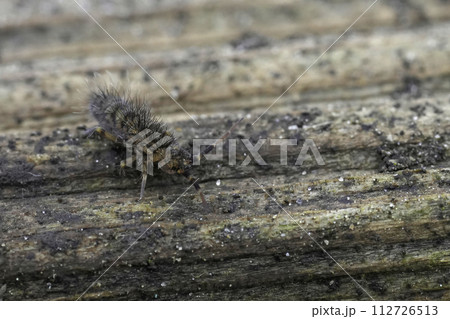 Closeup on a hairy slender springtail, Orchesella villosa sitting on a piece of wood Closeup on a hairy slender springtail, Orchesella villosa sitting on a piece of wood 112726513