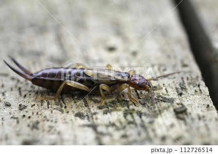 Closeup on a European earwig, Forficula auricularia sitting on wood Closeup on a European earwig, Forficula auricularia sitting on wood 112726514