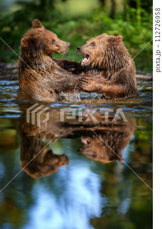 Two Wild Brown Bear play or fight  on pond in the summer forest, reflection on water. Animal in natural habitat. Wildlife scene 112726958