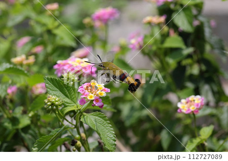 オオスカシバ ハチに擬態した訪花昆虫 オオスカシバ ハチに擬態した訪花昆虫 112727089
