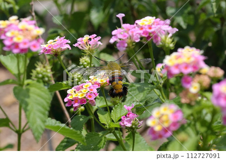 オオスカシバ ハチに擬態した訪花昆虫 オオスカシバ ハチに擬態した訪花昆虫 112727091