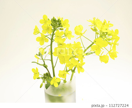 菜の花 菜の花 112727224