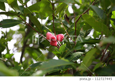 レンブ　あっさりとした味のトロピカルフルーツ 112727445