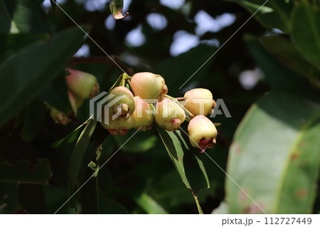 レンブ　あっさりとした味のトロピカルフルーツ 112727449