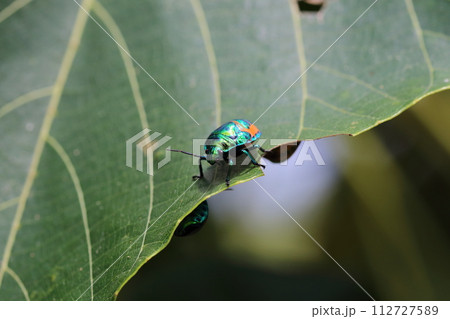ナナホシキンカメムシの幼虫（若虫） 112727589