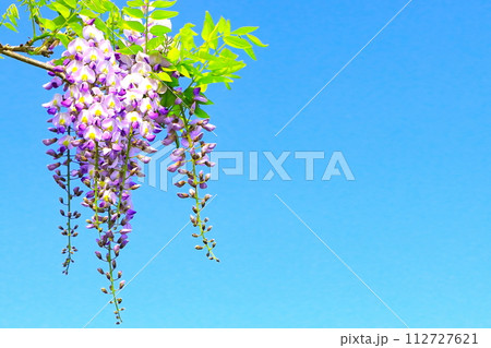 清々しい新緑と薄紫の藤の花 112727621