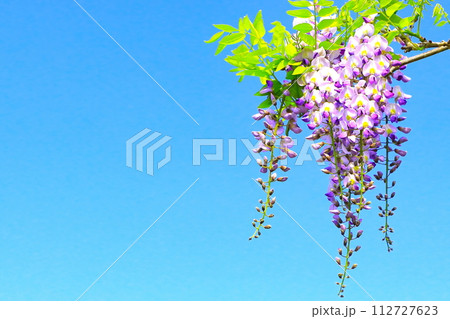 清々しい新緑と薄紫の藤の花 112727623