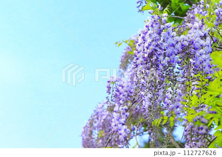 爽やかな青空と満開の藤の花 112727626