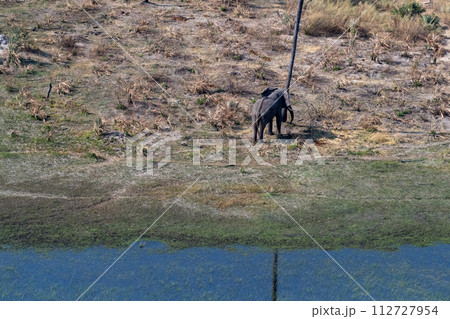 Aerial shot of an Elephant rubbing its head against a palm tree 112727954