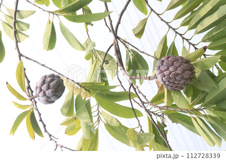 Custard apple on tree in farm Custard apple on tree in farm 112728339