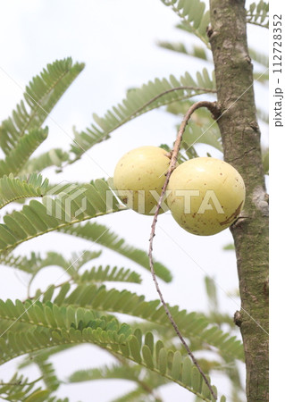 Amla gooseberry on tree in farm Amla gooseberry on tree in farm 112728352