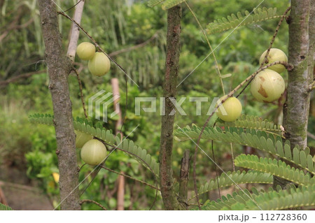 Amla gooseberry on tree in farm 112728360