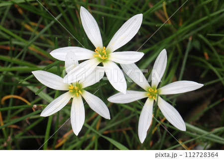 white colored Autumn zephyrlily plant on farm 112728364