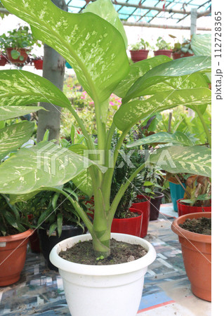 Dumb canes leaf plant on farm 112728365