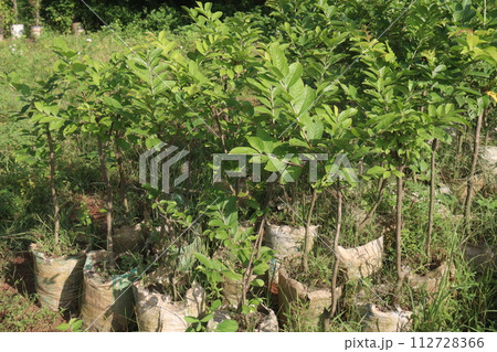 guava tree plant on farm 112728366