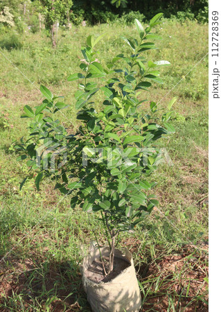 Carissa carandas tree plant on farm 112728369