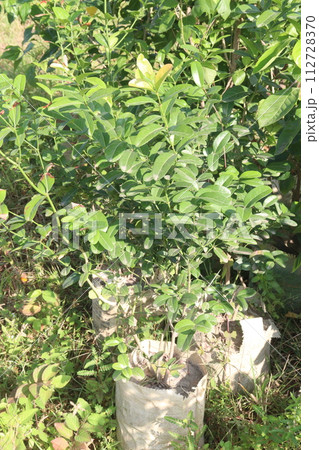Carissa carandas tree plant on farm 112728370