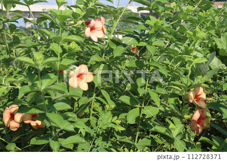 Allamanda blanchetii flower on tree 112728371