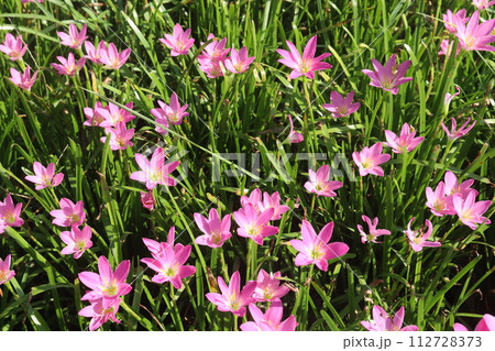 Pink Colored Autumn zephyrlily plant on farm 112728373