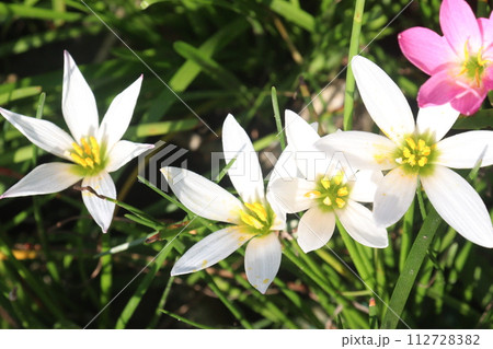 white colored Autumn zephyrlily plant on farm white colored Autumn zephyrlily plant on farm 112728382