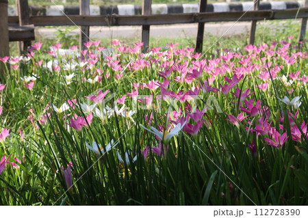 Pink Colored Autumn zephyrlily plant on farm 112728390