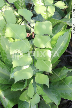 Adiantum trapeziforme leaf plant on farm 112728397
