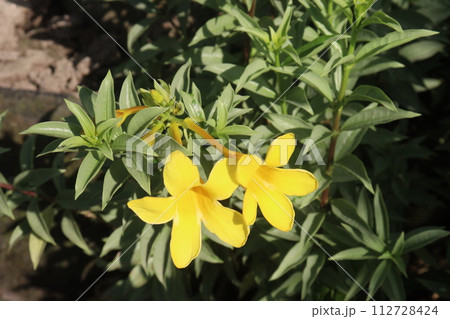Yellow Allamanda cathartica tree plant on farm 112728424