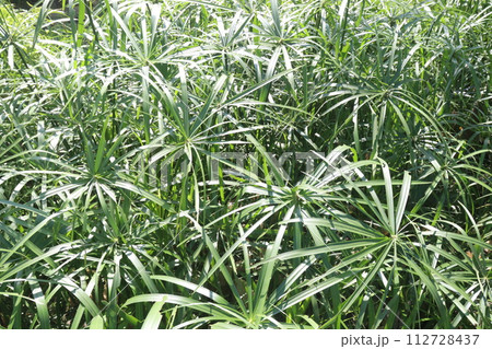 Cyperus alternifolius leaf plant seedling 112728437