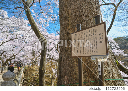 長野 高遠城址公園 白兎橋の春景色 112728496