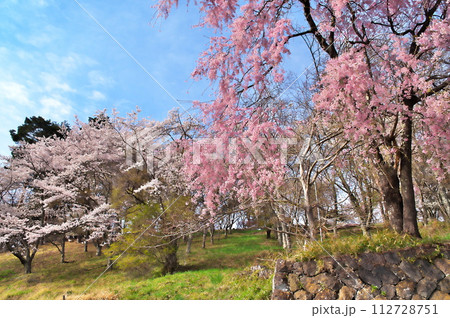 谷戸城址のサクラ　満開 112728751