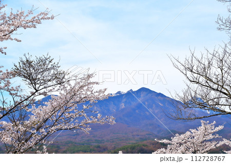 谷戸城址のサクラ 満開 谷戸城址のサクラ 満開 112728767