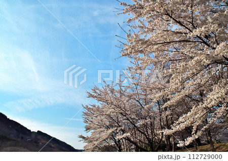 公園の桜　満開 112729000