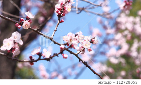 咲き始めた杏の花 112729055